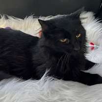 Thumbnail photo of MR. SWEETIE #4