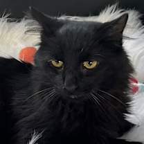 Thumbnail photo of MR. SWEETIE #2