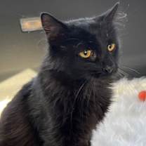 Thumbnail photo of MR. SWEETIE #3