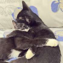 Thumbnail photo of , kali #1