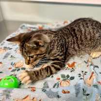 Thumbnail photo of Salem #3