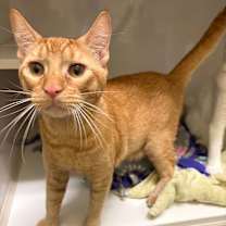 Thumbnail photo of Gimli #3