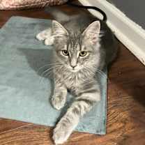 Thumbnail photo of Dust Bunny #1