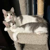 Thumbnail photo of Scrub Mommy #3