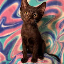 Thumbnail photo of Allison #3