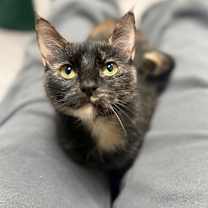 Thumbnail photo of Etna #1