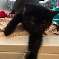 Thumbnail photo of Qeat #2