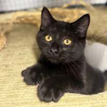 Thumbnail photo of Qeat #4