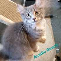 Thumbnail photo of Acadia Beach #3