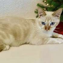 Thumbnail photo of Flame #3