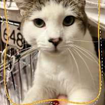 Thumbnail photo of SAMSON #1