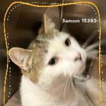 Thumbnail photo of SAMSON #3