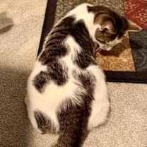 Thumbnail photo of Percy, Willow Grove Area, (FCID 08/05/2025-124) #3