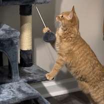 Thumbnail photo of Simba #3