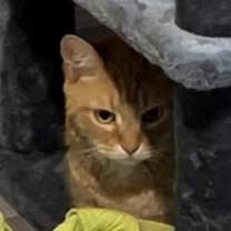 Thumbnail photo of Simba #4