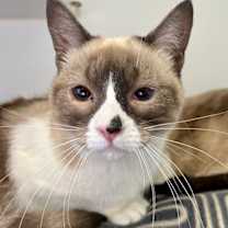 Thumbnail photo of Ahri (bonded w/ Jynx) #1