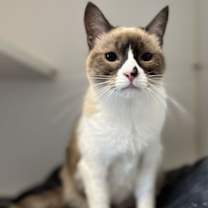 Thumbnail photo of Ahri (bonded w/ Jynx) #2