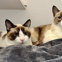 Thumbnail photo of Ahri (bonded w/ Jynx) #3