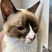 Thumbnail photo of Ahri (bonded w/ Jynx) #4