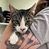 Thumbnail photo of The Polar Express #2