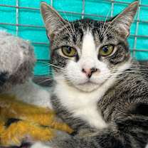 Thumbnail photo of The Polar Express #3