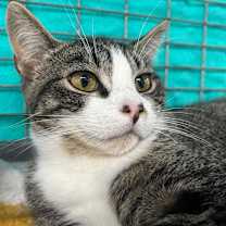 Thumbnail photo of The Polar Express #4