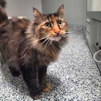 Thumbnail photo of Ziggy #3