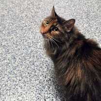 Thumbnail photo of Ziggy #4