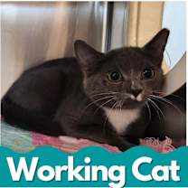 Thumbnail photo of Rapsody #1