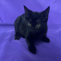 Thumbnail photo of Pal #2