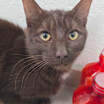 Thumbnail photo of CatAlogue #1