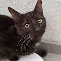 Thumbnail photo of CatAlogue #3