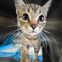 Thumbnail photo of Rebel #2