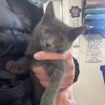 Thumbnail photo of Demi #1