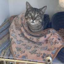 Thumbnail photo of Skii #4