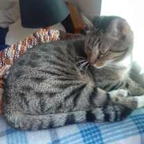 Thumbnail photo of Rocky #2