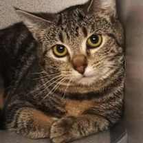 Thumbnail photo of Flurry #1