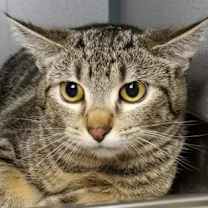 Thumbnail photo of Flurry #2