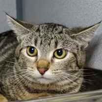 Thumbnail photo of Flurry #3