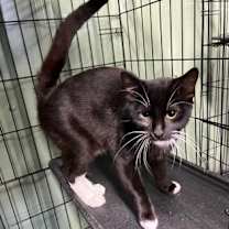 Thumbnail photo of Marvel 25-200 #1