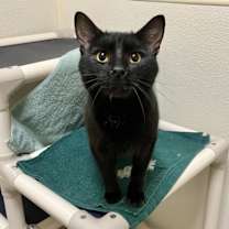 Thumbnail photo of TEX #1