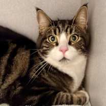 Thumbnail photo of Pickles #1