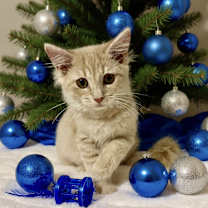 Thumbnail photo of Dandelion #1