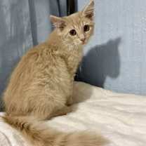 Thumbnail photo of Dandelion #2