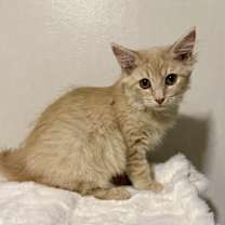 Thumbnail photo of Dandelion #3