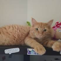 Thumbnail photo of Jaspurr #2