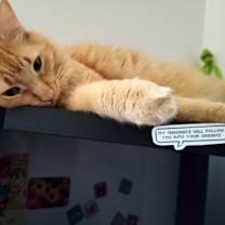 Thumbnail photo of Jaspurr #3