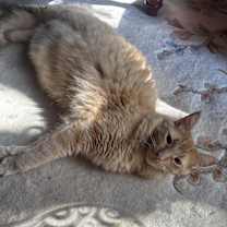 Thumbnail photo of Jaspurr #4