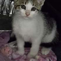 Thumbnail photo of Linus and Lucy #2