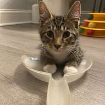 Thumbnail photo of Bam Bam, Willow Grove Area, (FCID 11/18/2025-131) #2